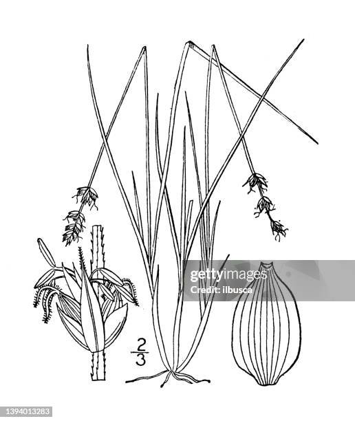 antique botany plant illustration: carex tenella, soft-leaved sedge - carex stock illustrations