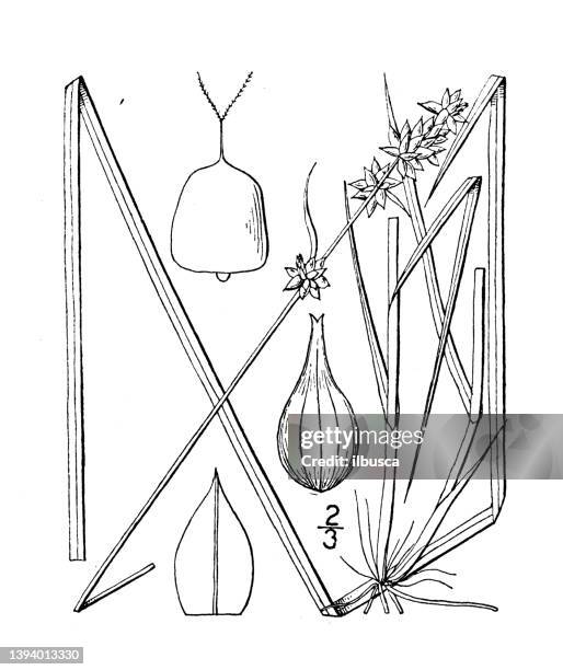 antique botany plant illustration: carex muricata, lesser prickly sedge - carex stock illustrations