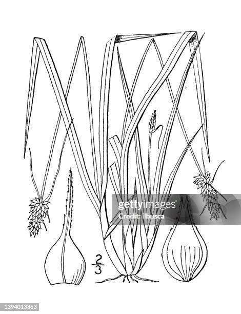 antique botany plant illustration: carex cephalophora, oval headed sedge - carex grass stock illustrations