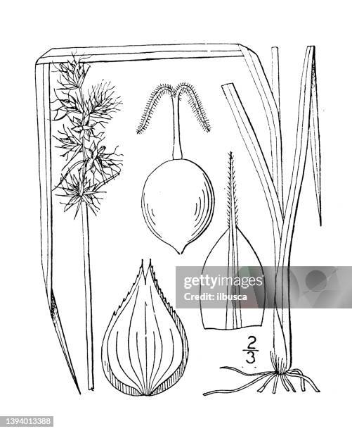antique botany plant illustration: carex muhlenbergii, muhlenberg's sedge - carex grass stock illustrations