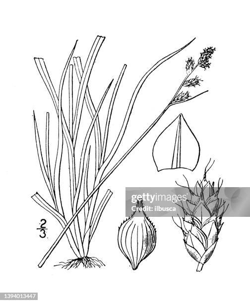 antique botany plant illustration: carex brunnescens, brownish sedge - carex stock illustrations