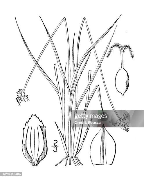 antique botany plant illustration: carex tenuiflora, sparse flowered sedge - carex stock illustrations