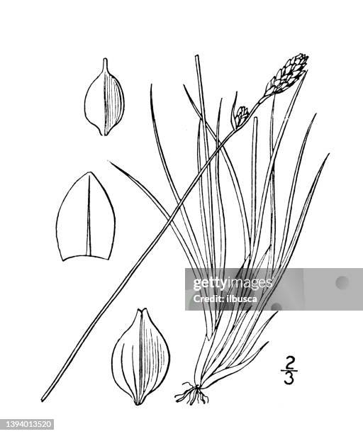 antique botany plant illustration: carex glareosa, weak clustered sedge - carex stock illustrations