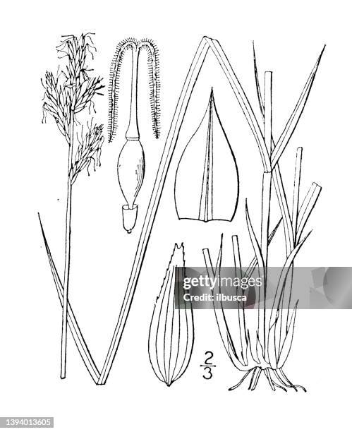 antique botany plant illustration: carex bromoides, brome-like sedge - carex stock illustrations