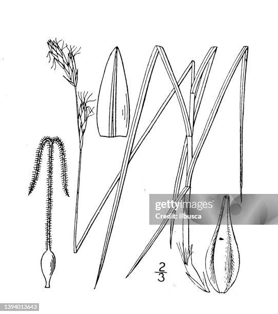 antique botany plant illustration: carex pratensis, northern meadow sedge - carex grass stock illustrations