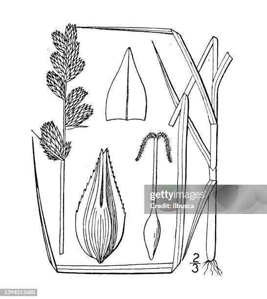 antique botany plant illustration: carex tribuloides, blunt broom sedge - carex stock illustrations