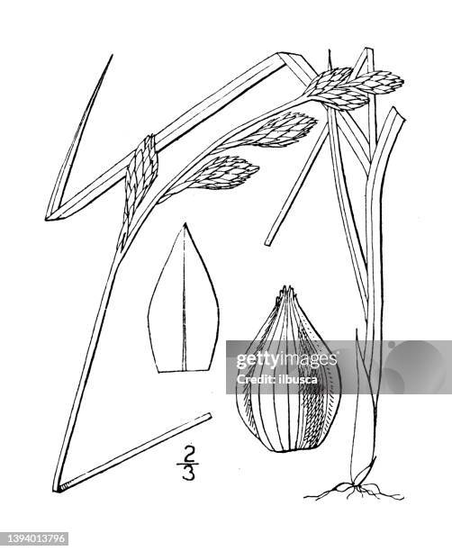 antique botany plant illustration: carex straminea, straw sedge - carex grass stock illustrations