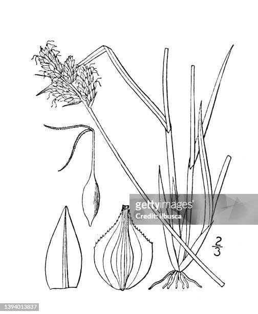 antique botany plant illustration: carex albolutescens, greenish white sedge - sedge stock illustrations