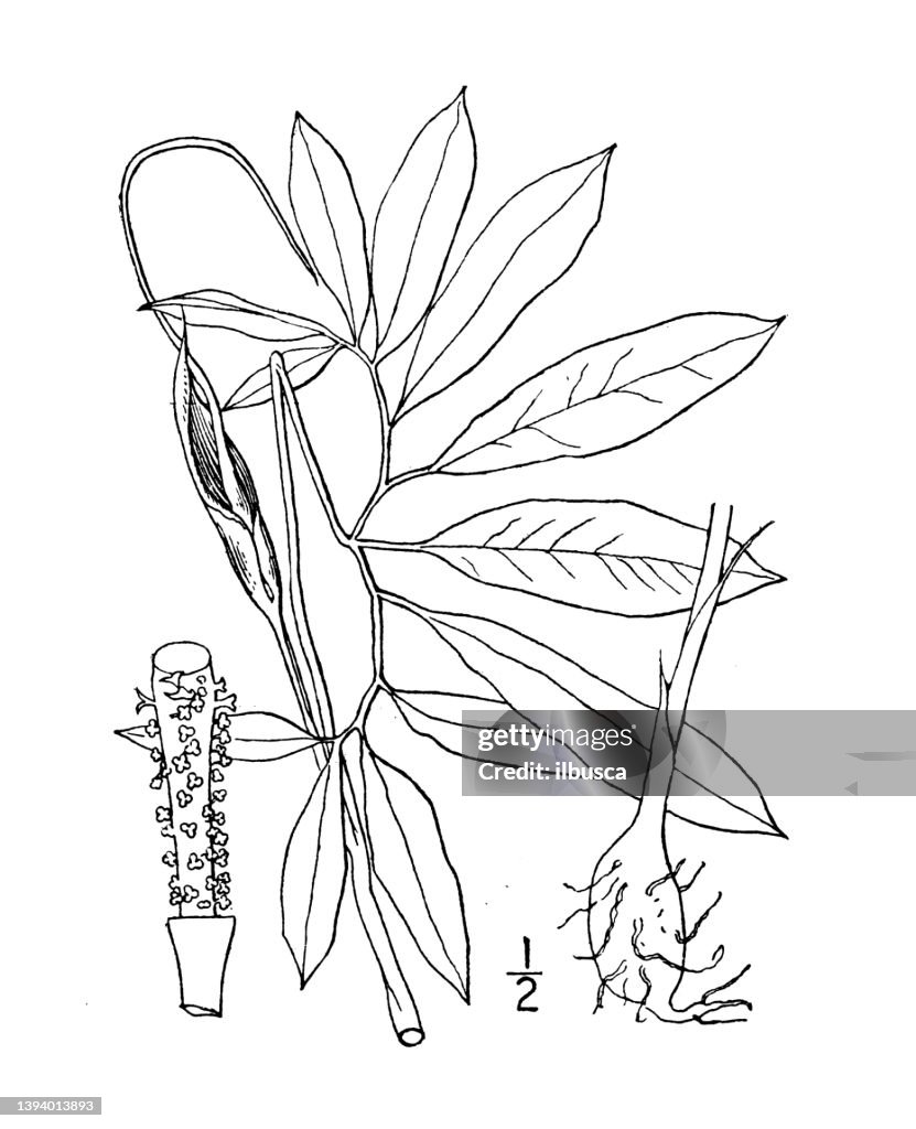 Dragon Root Antique Botany Plant Illustration Arisaema Dracontium Green Dragon ...