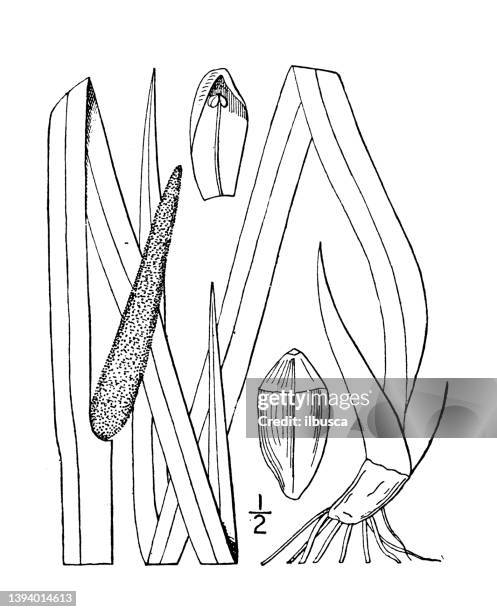 antique botany plant illustration: acorus calamus, sweet flag, calamus root - sweet flag or calamus (acorus calamus) stock illustrations