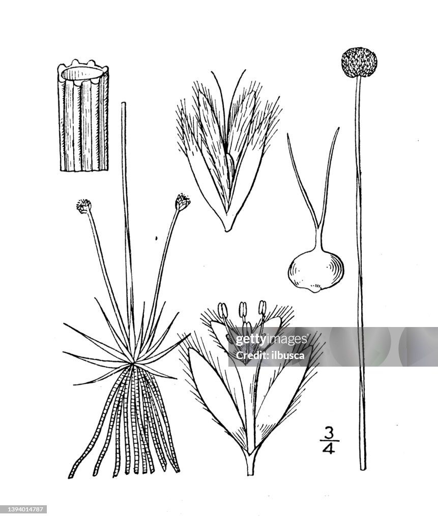 Antique botany plant illustration: Eriocaulon septangulare, Seven angled pipewort