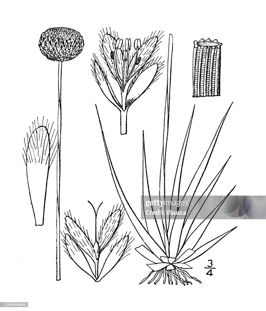 Antique botany plant illustration: Eriocaulon compressum, Flattened pipewort