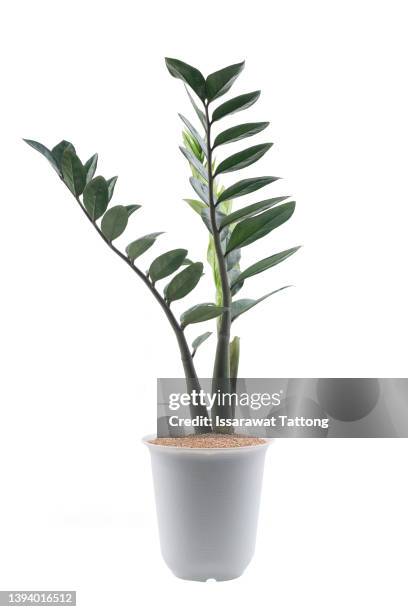 zamioculcas plant in a pot isolated on white background. - gardening equipment white background stock pictures, royalty-free photos & images
