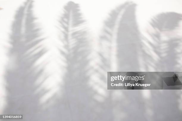 abstract background with reflection of palm leaves. - frond stock pictures, royalty-free photos & images