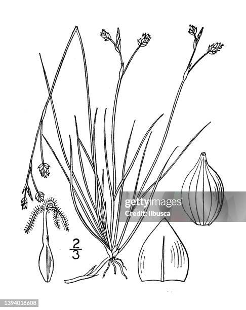 antique botany plant illustration: carex setifolia, bristle leaved sedge - carex grass stock illustrations