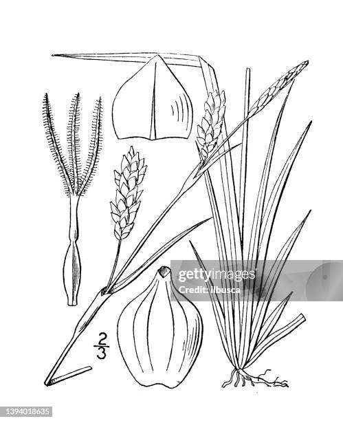 antique botany plant illustration: carex panicea, grass like sedge - carex grass stock illustrations