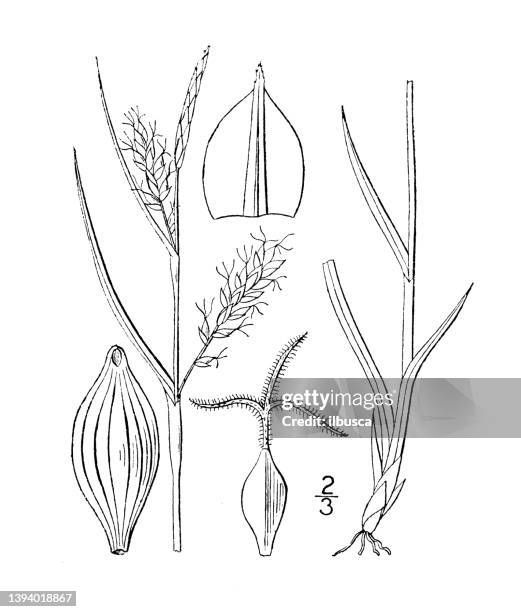 antique botany plant illustration: carex tetanica, wood's sedge - carex stock illustrations