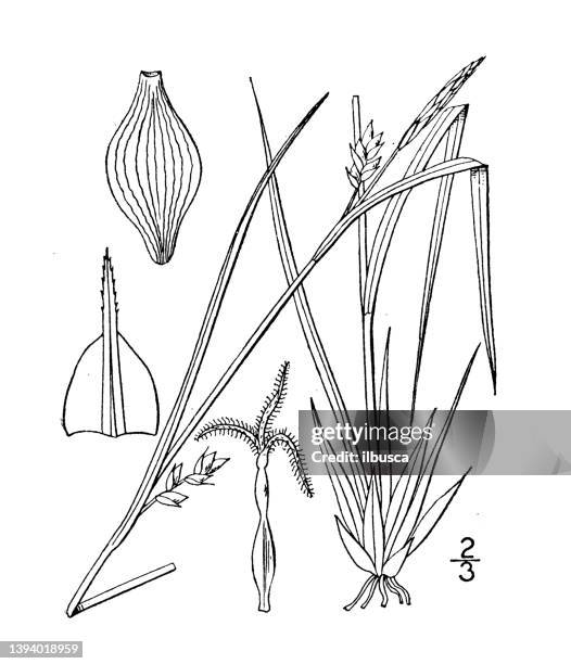antique botany plant illustration: carex oligocarpa, few fruited sedge - carex stock illustrations