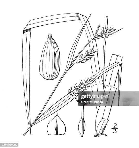 antique botany plant illustration: carex flaccosperma, thin fruited sedge - carex grass stock illustrations