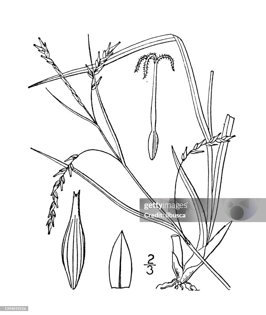 Antique botany plant illustration: Carex tenuis, Slender stalked sedge