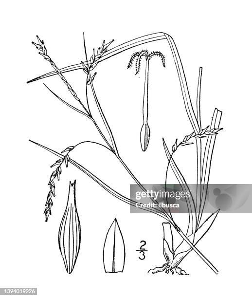 antique botany plant illustration: carex tenuis, slender stalked sedge - carex grass stock illustrations