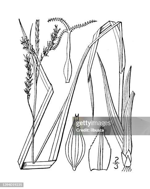 Saging Drawing Example 59 Sagging Drawing Stock Photos, High-Res Pictures, and Images - Getty ...