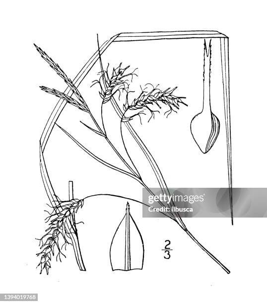 antique botany plant illustration: carex longirostris, long beaked sedge - carex stock illustrations