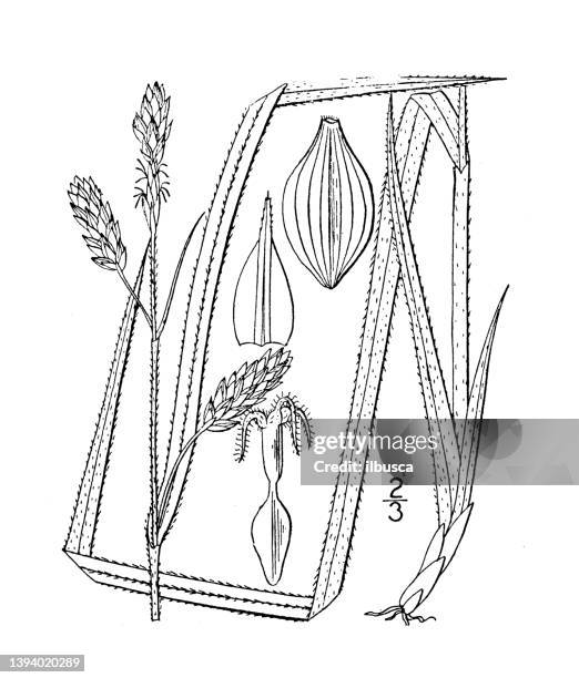antique botany plant illustration: carex formosa, handsome sedge - carex stock illustrations