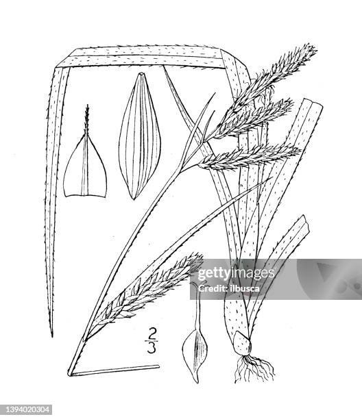 antique botany plant illustration: carex oxylepis, sharp scaled sedge - carex grass stock illustrations