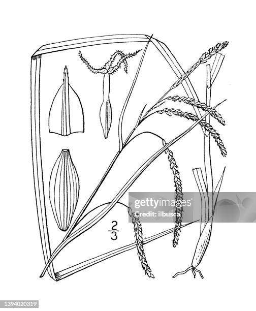 antique botany plant illustration: carex gracillima, graceful sedge - carex grass stock illustrations