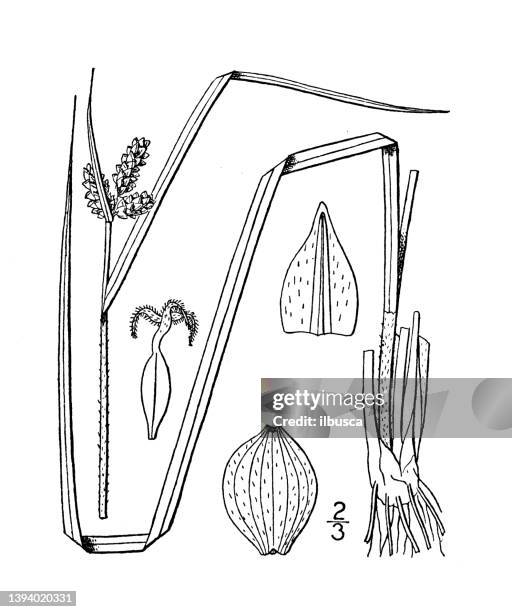 antique botany plant illustration: carex triceps, hirsute sedge - carex stock illustrations