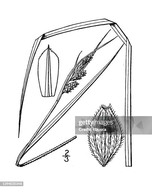 antique botany plant illustration: carex virescens, downy green sedge - carex stock illustrations