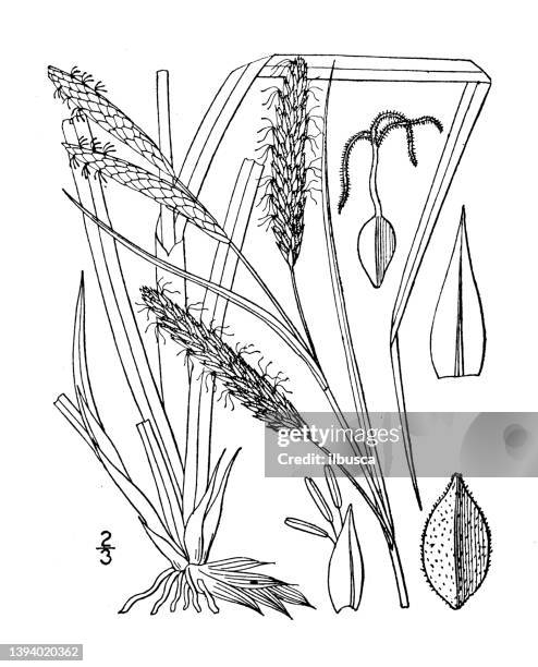 antique botany plant illustration: carex glauca, glaucous sedge - carex grass stock illustrations