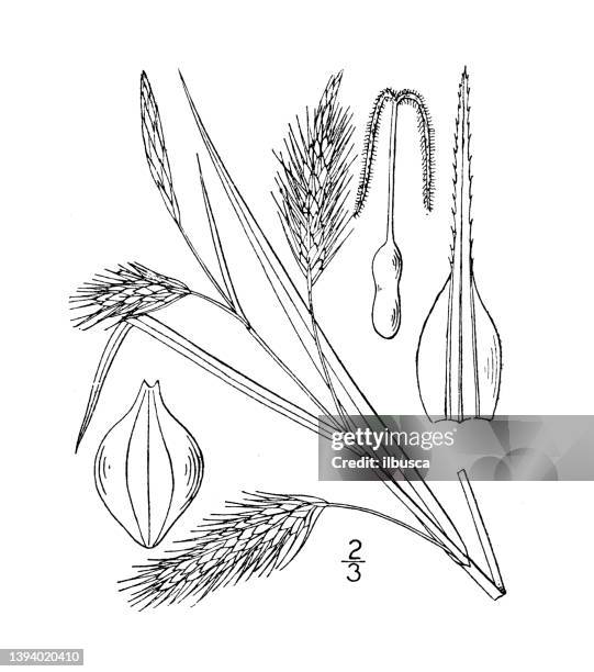 antique botany plant illustration: carex maritima, seaside sedge - carex grass stock illustrations