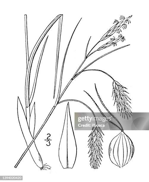antique botany plant illustration: carex cryptocarpa, hidden fruited sedge - carex stock illustrations