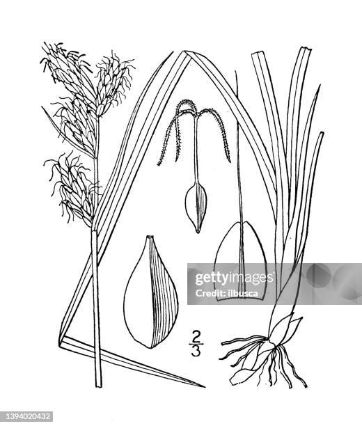 antique botany plant illustration: carex podocarpa, long awned arctic sedge - carex stock illustrations