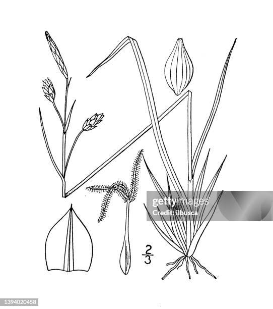 antique botany plant illustration: carex rariflora, loose flowered sedge - carex grass stock illustrations
