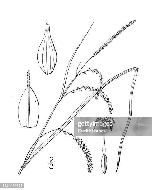 Saging Drawing Example 59 Sagging Drawing Stock Photos, High-Res Pictures, and Images - Getty ...