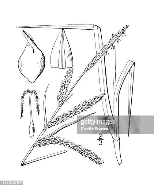 Ilustracin De Plantas Botnicas Antiguas Carex Torta Juncia Retorcida, Foto de stock