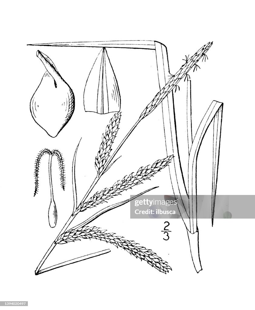 Antique botany plant illustration: Carex torta, twisted sedge