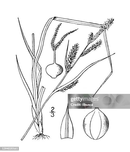 antique botany plant illustration: carex haydeni, hayden's sedge - carex grass stock illustrations