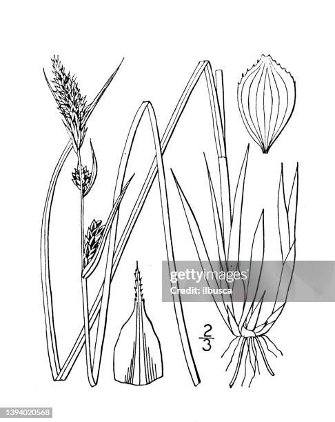 antique botany plant illustration: carex fusca, brown sedge - carex grass stock illustrations