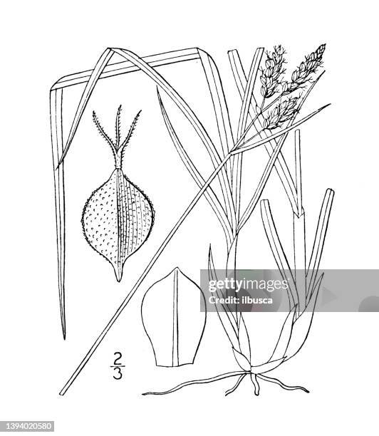 antique botany plant illustration: carex stylosa, variegated sedge - carex grass stock illustrations