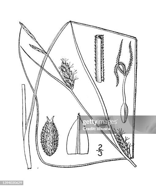 antique botany plant illustration: carex filiformis, slender sedge - carex grass stock illustrations