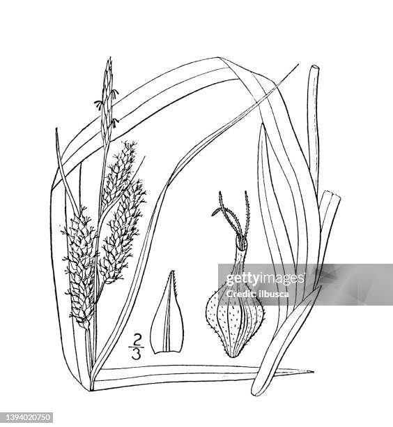 antique botany plant illustration: carex scabrata, rough sedge - carex stock illustrations