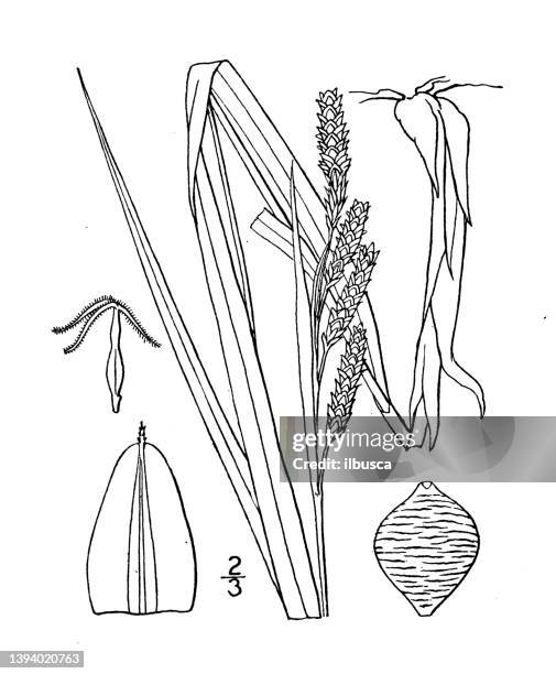 antique botany plant illustration: carex shortiana, short's sedge - carex stock illustrations
