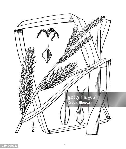 antique botany plant illustration: carex aristata, awned sedge - carex grass stock illustrations