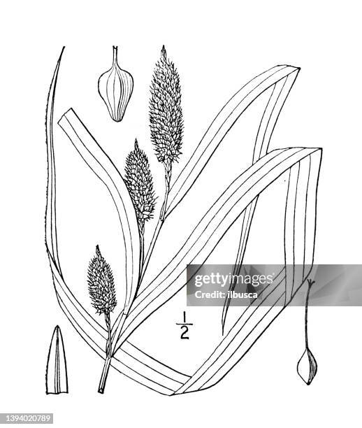 antique botany plant illustration: carex typhinoides, cat-tail sedge - carex grass stock illustrations