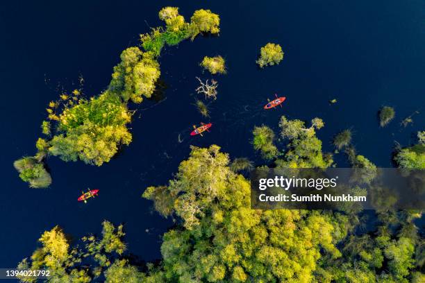 aerial top view of tourists, playing adventure lifestyle activities sport for paddling kayak or canoe on the lake in mangrove forests at rayong botanical garden national park in thailand - mangroves stockfoto's en -beelden