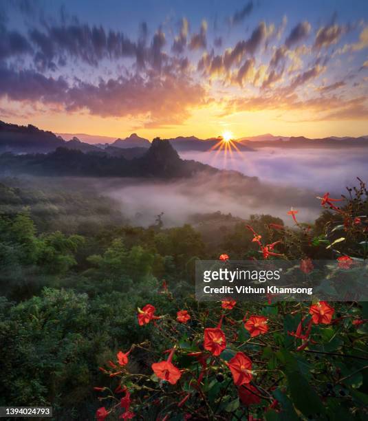 beautiful sunshine at misty morning mountains; fog and flower. - sunshine and flowers imagens e fotografias de stock